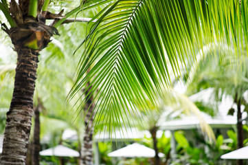 Coconut leaves on background of green background 