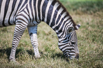 Fototapeta na wymiar close up zebra eating grass in the zoo