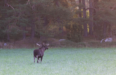 A wild and stately moose in Swedish nature