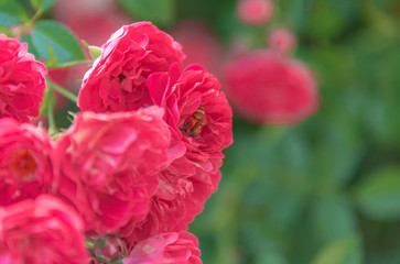 Climbing plants in the garden - red roses