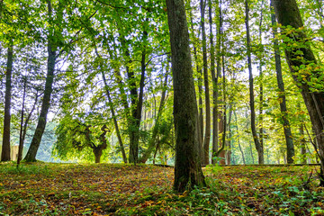 Obraz premium forest trees. nature green wood backgrounds Sunny Day