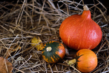 Pumpkins on the hay on a dark wooden background. Autumn background. Background for Halloween.