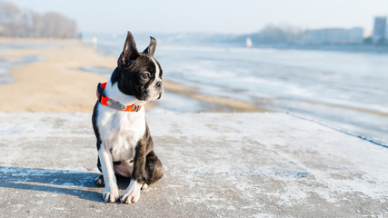 Boston Terrier puppy sitting in the winter scenery
