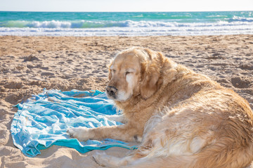 golden retriever dog, tired, resting and sleeping with closed eyes, lying on a towel in sand of Palmar Beach, in Vejer, Cadiz, Andalusia, Spain