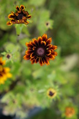 Fototapeta premium Rudbeckia