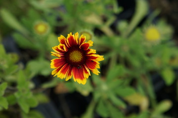 Rudbeckia