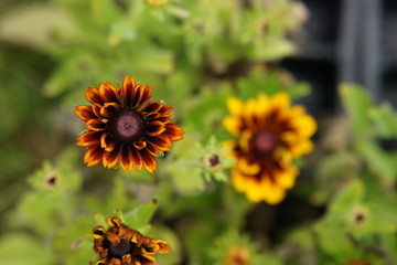 Rudbeckia