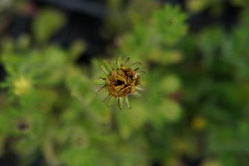 Rudbeckia bud