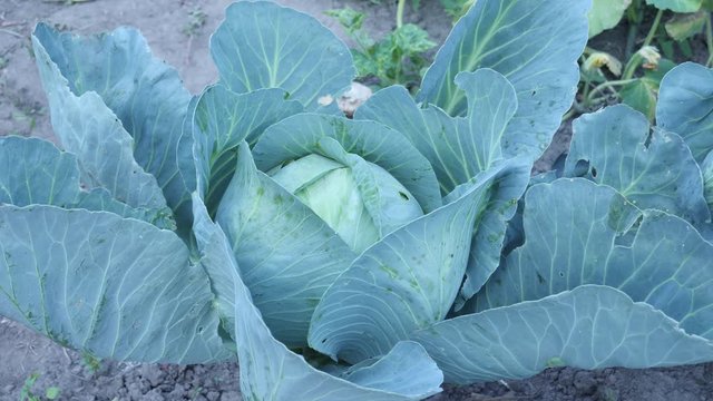 Thick green leaves of organic cabbage plant at home plant. Ready to harvest, agriculture and cabbage production concept