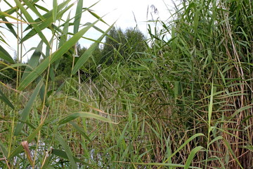 Obraz premium Aquatic plants in a natural pond on a warm summer evening. Unique image of the surrounding nature