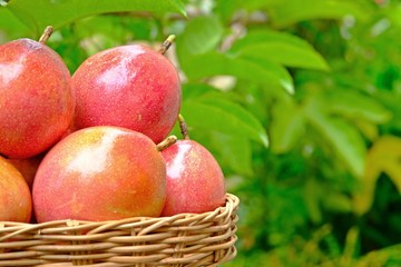 Many passion fruits in bamboo basket with green leaves as background.