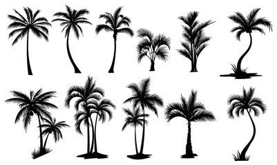 Fototapeten Set of palm trees. Collection of silhouette of palm tree. The contours of tropical plants. Black white illustration of coconut trees. Tattoo. © Igor