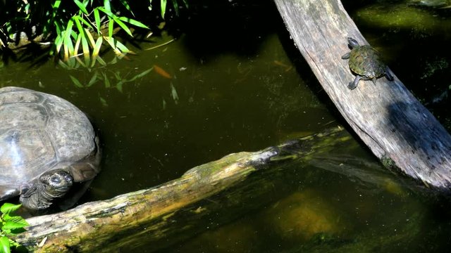 Giant turtles, dipsochelys gigantea. 4K. Time lapse