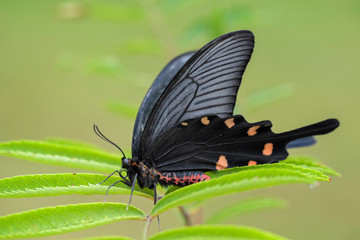 Fototapeta na wymiar Chinese Windmill butterfly - Atrophaneura alcinous, beautiful popular swallowtail butterfly from woodlands in China.