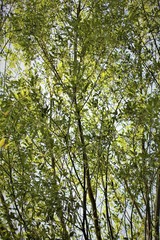 Fototapeta premium green leaves of a tree in spring