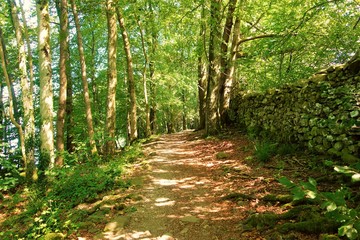 Fototapeta premium path in the forest