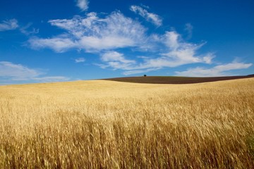 Epeautre et lavandes en Provence