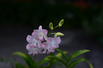 Fototapeta premium Beautiful flowers in the garden Blooming in the summer.Landscaped Formal Garden.