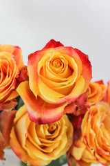 rose on a white background