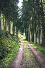 Waldweg