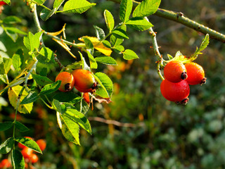 Jesienne owoce Dzikiej róży (Rosa canina L.) w porannym słońcu