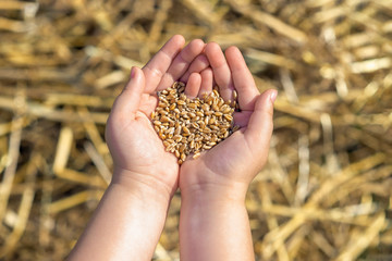 grain of the wheat in child's hands on a background of a wheaten field
