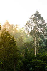 Tropical rainforest at sunrise with the light streaming the the branches, Bali, Indonesia