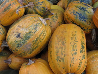 pumpkin harvest