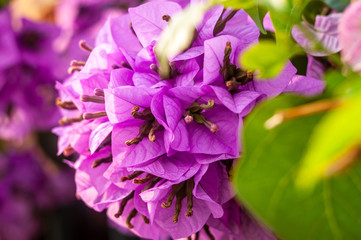 Bougainvillea mediterranean flower close-up photography