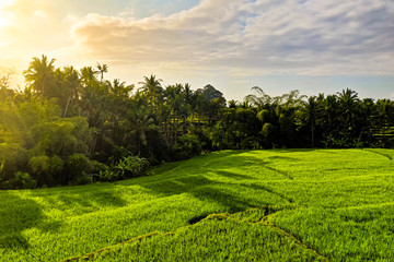 Aerial view of tropical rice terrace fields surrounded by palm trees at sunrise, Bali, Indonesia