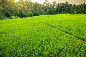 Aerial view of tropical rice terrace fields surrounded by palm trees at sunrise, Bali, Indonesia
