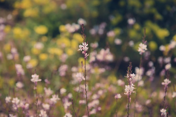 Wild Flowers