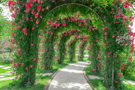 Red Rose Garden in Chengdu Flower Dance World, Sichuan Province, China