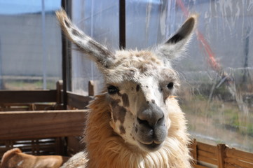 llama