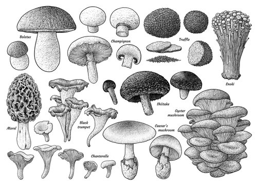 Edible Mushroom Collection, Illustration, Drawing, Engraving, Ink, Line Art, Vector