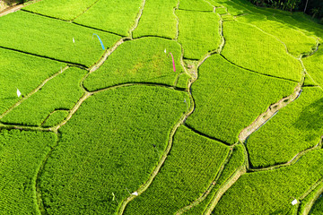 Aerial view of tropical rice terrace fields surrounded by palm trees at sunrise, Bali, Indonesia
