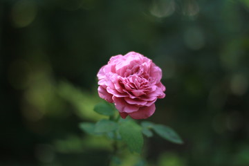 rose pink blossoming