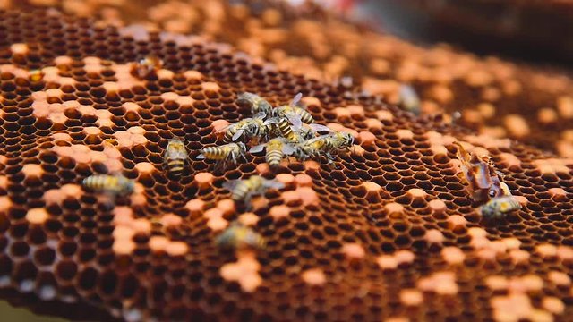 bees swarming on a honeycomb