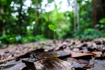 Small green plant growing in forest with sun light background