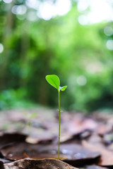 Small green plant growing in forest with sun light background
