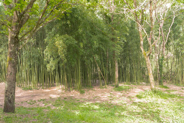 a bamboo forest in Pobal, in Vizcaya. Basque Country