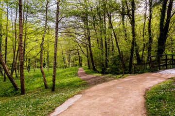 a bamboo forest in Pobal, in Vizcaya. Basque Country