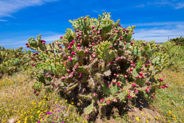 big green plant cactus opuntia ficus-indica (also named Cactus Pear, Nopal, fig opuntia, Barbary...