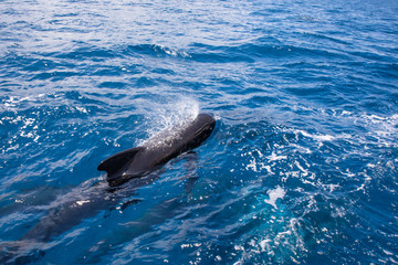 Obraz premium black pilot whale, blackfish or cetaceans in the family Globicephala, breathing in blue water of Atlantic Ocean, in Strait of Gibraltar