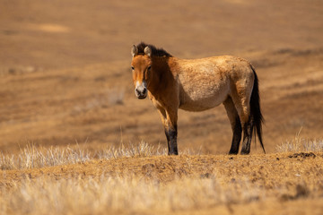 Naklejka na ściany i meble Przewalski's Horse portrait in the magical soft light during winter time in Mongolia. Horse in the chilly morning weather. Misty morning in Mongolia. Equus ferus przewalskii. Hustai National Park. 