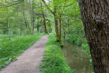a bamboo forest in Pobal, in Vizcaya. Basque Country