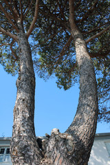 Albero pino marittimo con fusto a forcella