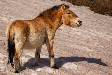 Fototapeta na wymiar Przewalski's Horse portrait in the magical soft light during winter time in Mongolia. Horse in the chilly morning weather. Misty morning in Mongolia. Equus ferus przewalskii. Hustai National Park. 