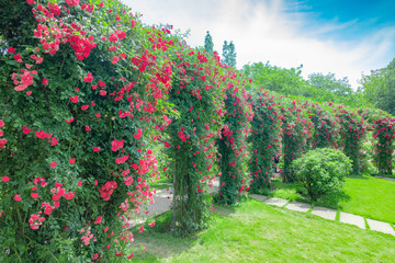 Red Rose Garden in Chengdu Flower Dance World, Sichuan Province, China