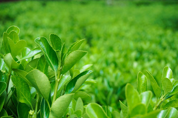 Green leaves of a plant with green unfocused background